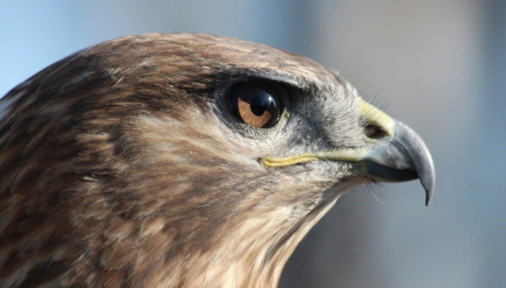 Une Buse variable plombée retrouvée au Rheu (Ille-Vilaine)